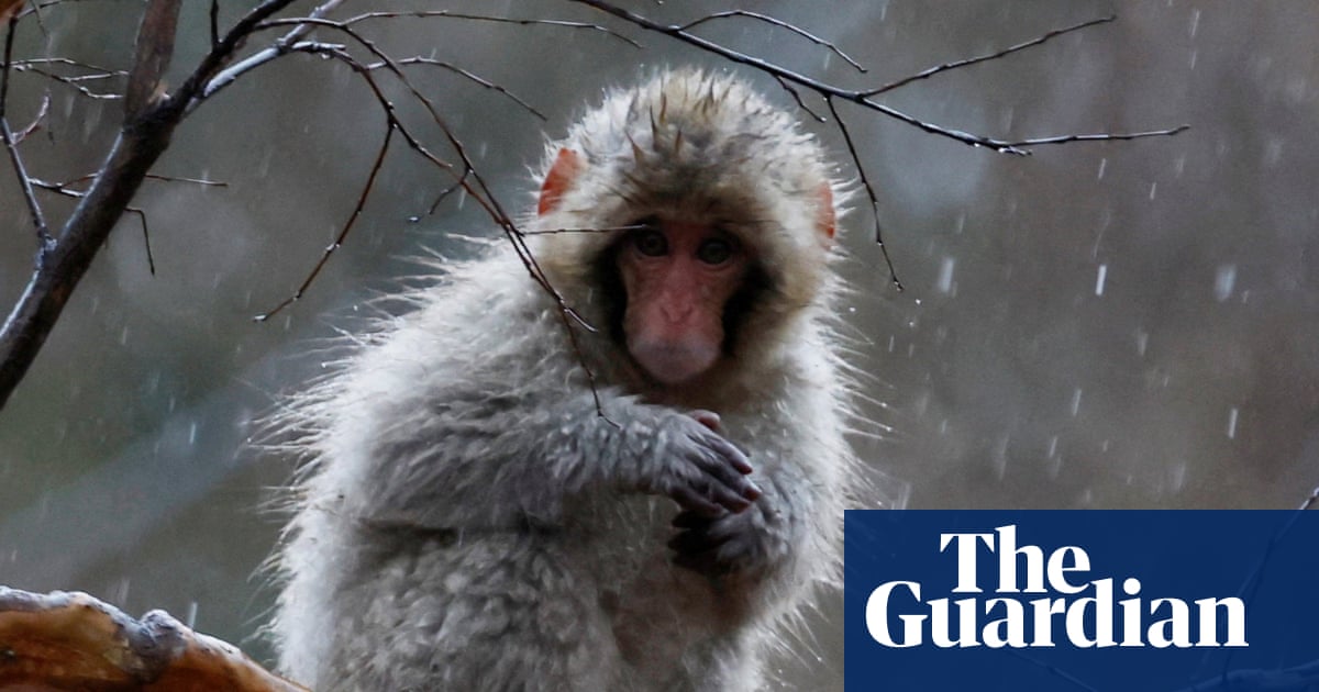 Week in wildlife: a wet macaque, four little pigs and a stowaway fox - The Guardian