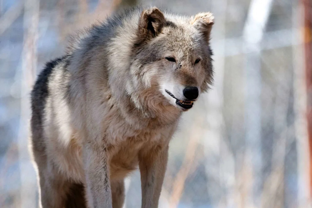 Over Half of the Gray Wolves Released into Colorado Since 2023 for Reintroduction Program Have Died