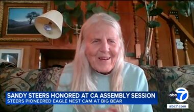Sandy Steers, Friends of Big Bear Valley executive director who helped bring eagles Jackie and Shadow to the world, honored