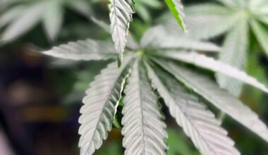 Scientists say marijuana doesn't ease anxiety or other mental health conditions