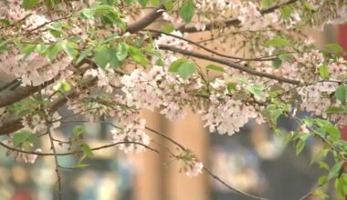 yellow pollen spring NC - ABC11 Raleigh-Durham