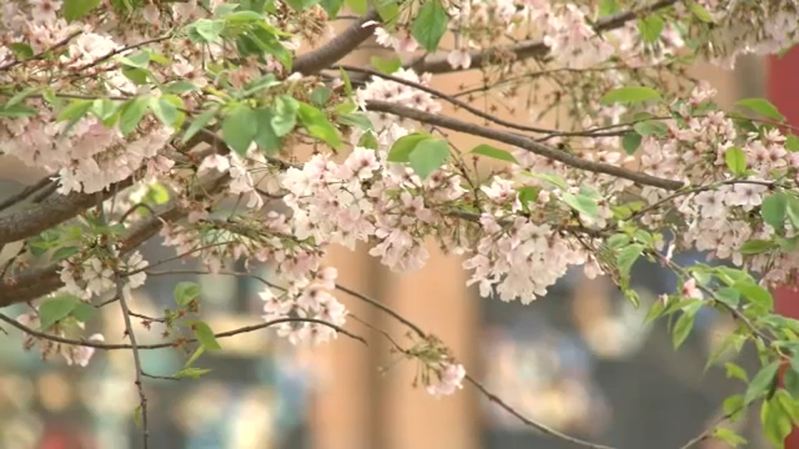 yellow pollen spring NC - ABC11 Raleigh-Durham