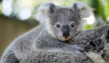 Baby Koala Discovering Baby Emu for the First Time Is Total Cuteness Overload