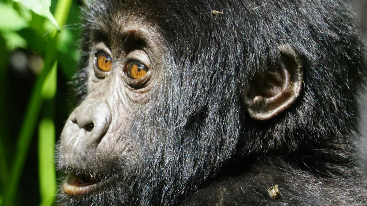 Baby Gorilla Gets Tiny 'Nose Boop' From His Big Sister in Moment of Pure Sweetness