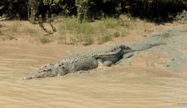 Residents warned 'crocs everywhere' after north Australia floods