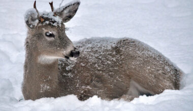 DEC: Shed antlers offer clues to buck survival and habitat health in St. Lawrence County