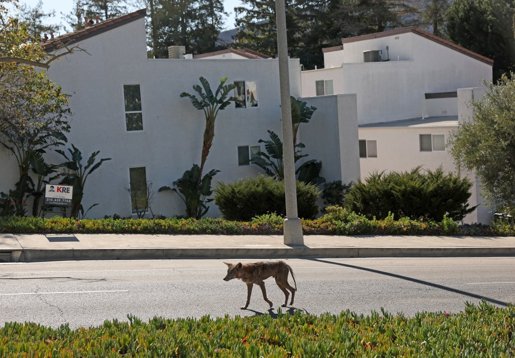 An injured coyote walks through a Pacific Palisades neighborhood.