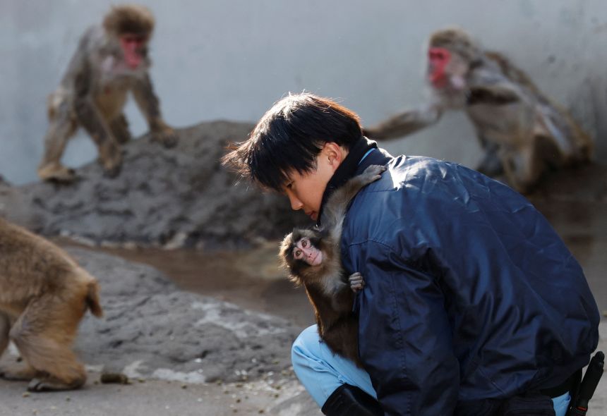 A baby Japanese macaque named Punch clings to zookeeper Kosuke Shikano at Ichikawa City Zoo, in Ichikawa, Chiba Prefecture, Japan, on February 19, 2026.