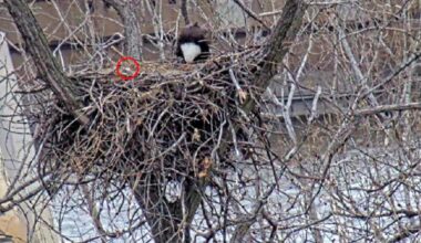 First eaglet has hatched on the MnDNR Eagle Cam