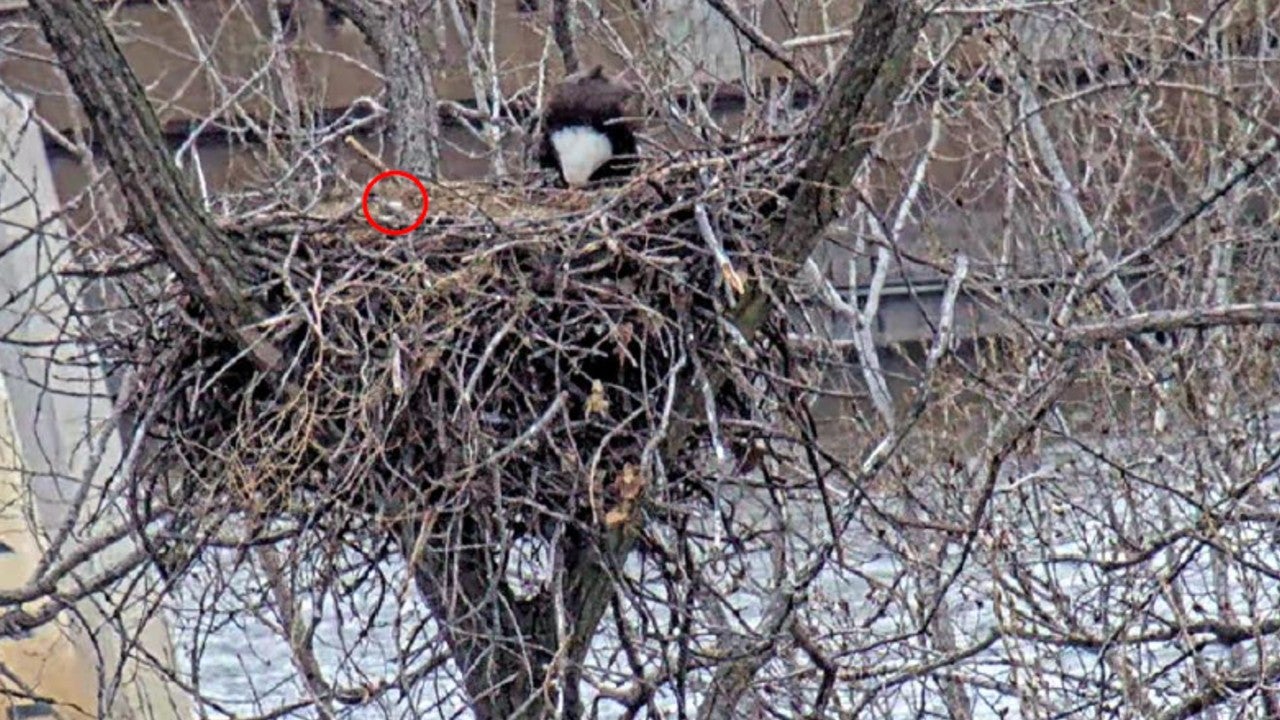 First eaglet has hatched on the MnDNR Eagle Cam