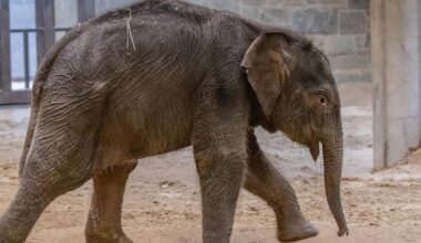 Asian elephant calf Linh Mai explores the Elephant Community Center. (Brett Kuxhausen/Smithsonian)