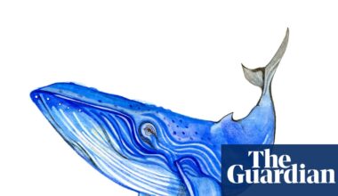Are blue whales blue, and what is the most common animal? The kids’ quiz | Family