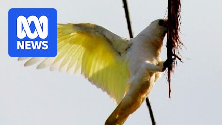 Corellas wreak havoc in Bunbury prompting council's call to report sightings