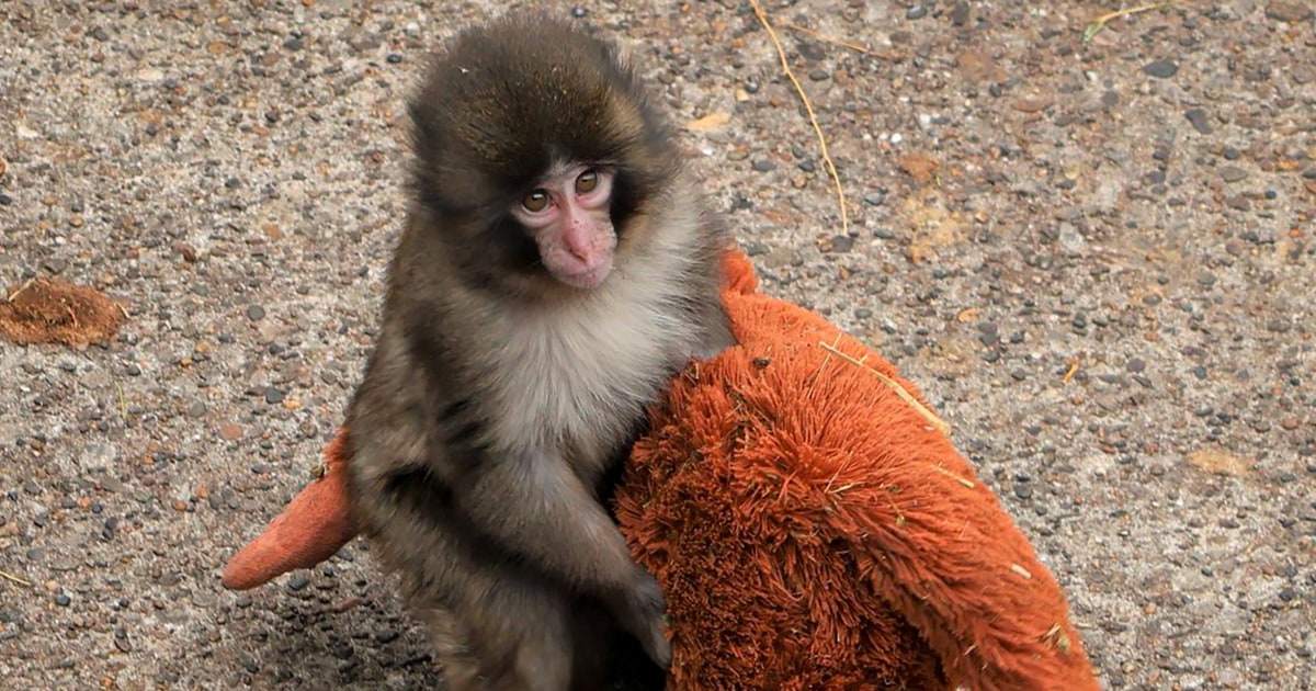 Punch the orphan macaque is outgrowing his plushie and making friends