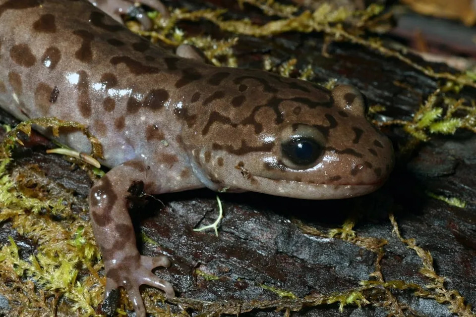 Coastal Giant Salamander (Dicamptodon tenebrosus) from Mendocino County, California.