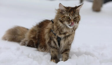 Yahoo lifestyle home