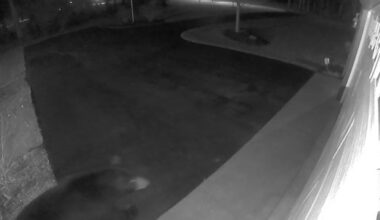 WATCH: Black bear spotted in driveway of Lordstown home