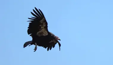 MILESTONE! The First North Coast Condors Have Built a Nest in an Old-Growth Redwood, and There Very Well May Be an Egg in It | Lost Coast Outpost