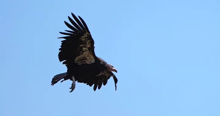 MILESTONE! The First North Coast Condors Have Built a Nest in an Old-Growth Redwood, and There Very Well May Be an Egg in It | Lost Coast Outpost