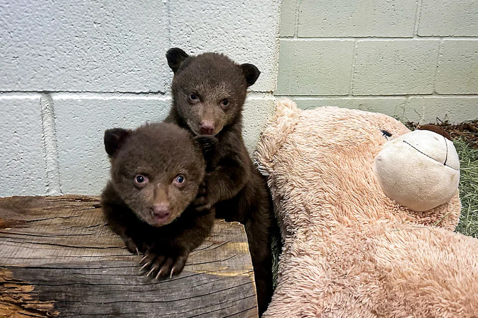 Black Bear Cubs from Monrovia. (San Diego Humane Society)