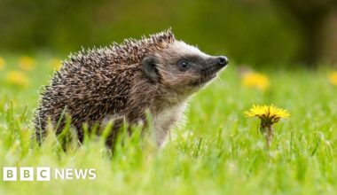 Secret of hedgehog hearing discovered at far beyond human range - BBC