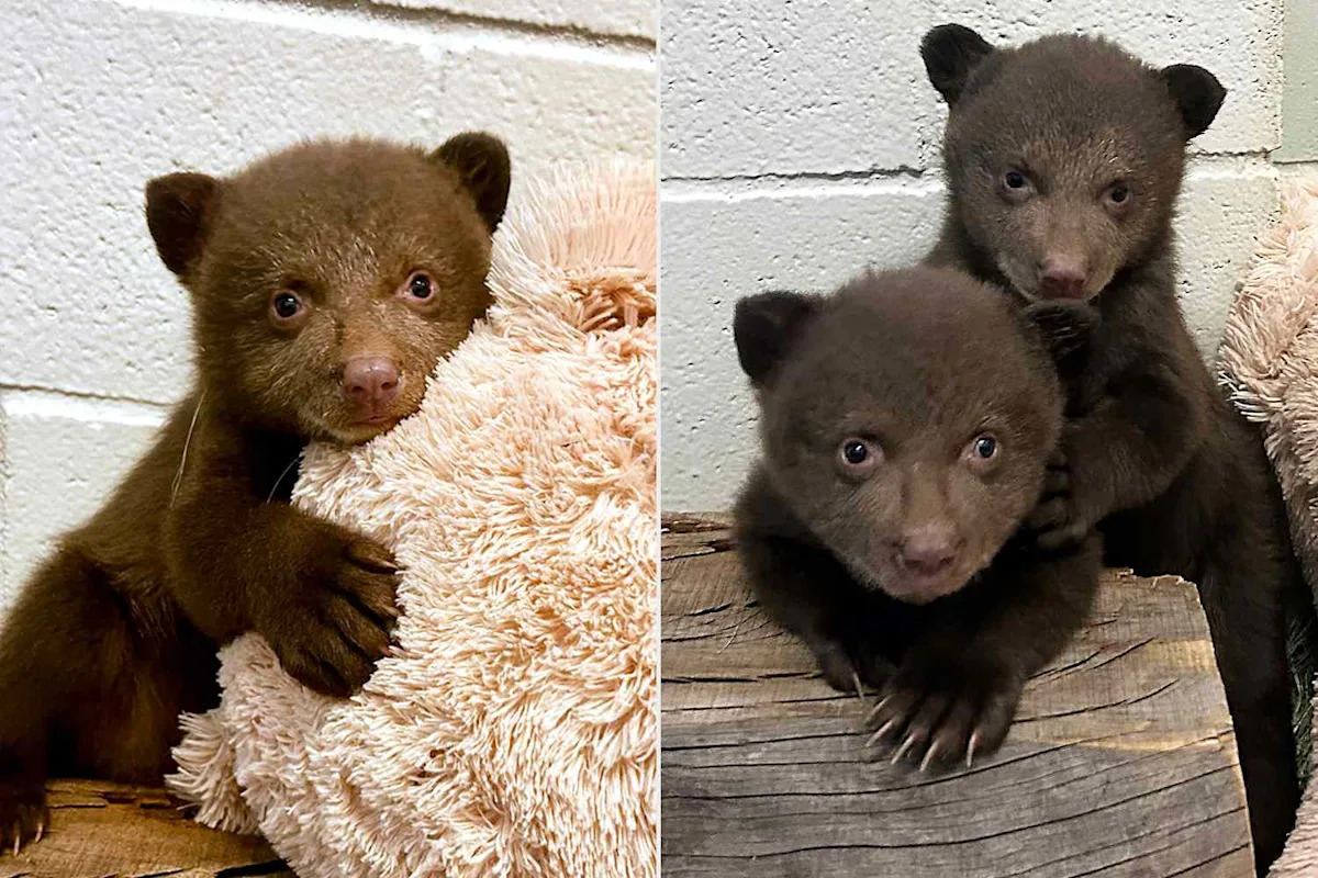Twin Bear Cubs Move to California Rescue After Their Mother Is Euthanized Following 2 Public Safety Incidents