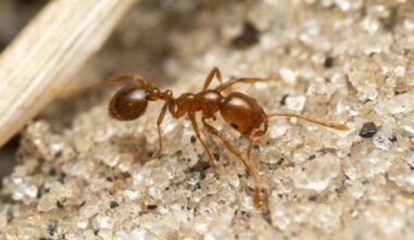 Ecologists alarmed after ‘one of the worst invasive’ species found in ancient Australian rainforest