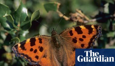Large tortoiseshell butterfly confirmed no longer extinct in UK | Wildlife