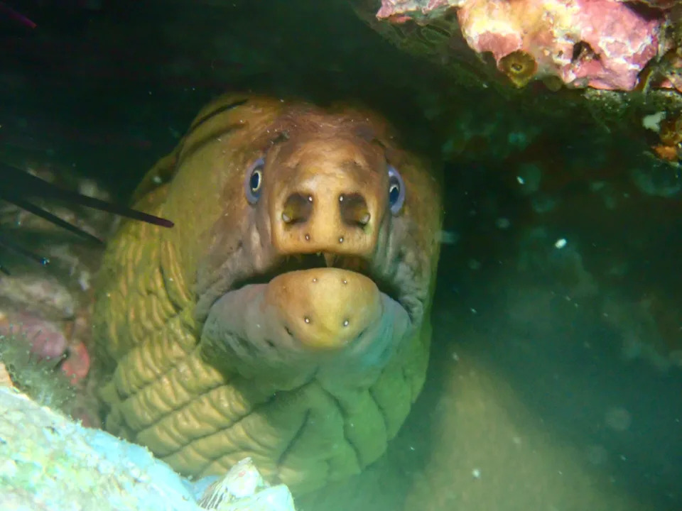 Moray eel at Jervis Bay, NSW. 