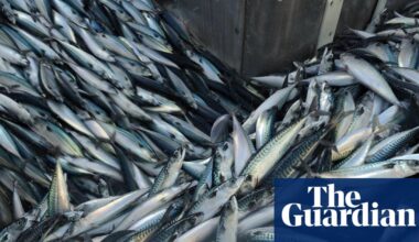 ‘A national scandal’: trawlers scour seabeds of supposedly protected UK waters | Marine life