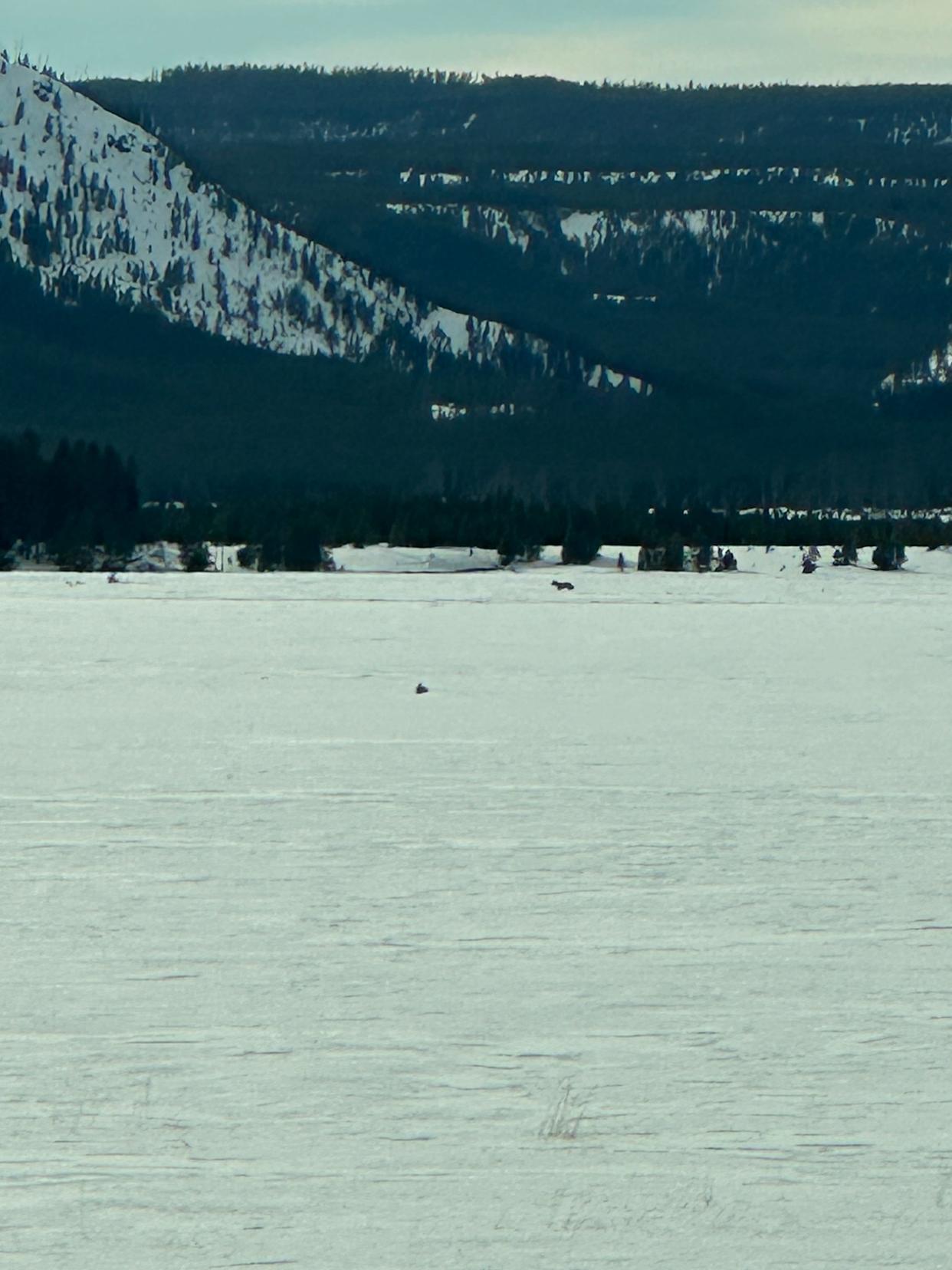 My grainy photo of a wolf. He's the second dark lump from the front, just right of center in front of some trees in the distance.