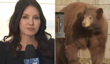 Wild Bear Crashes Live News Segment About Intense Bear Encounter in Southern California