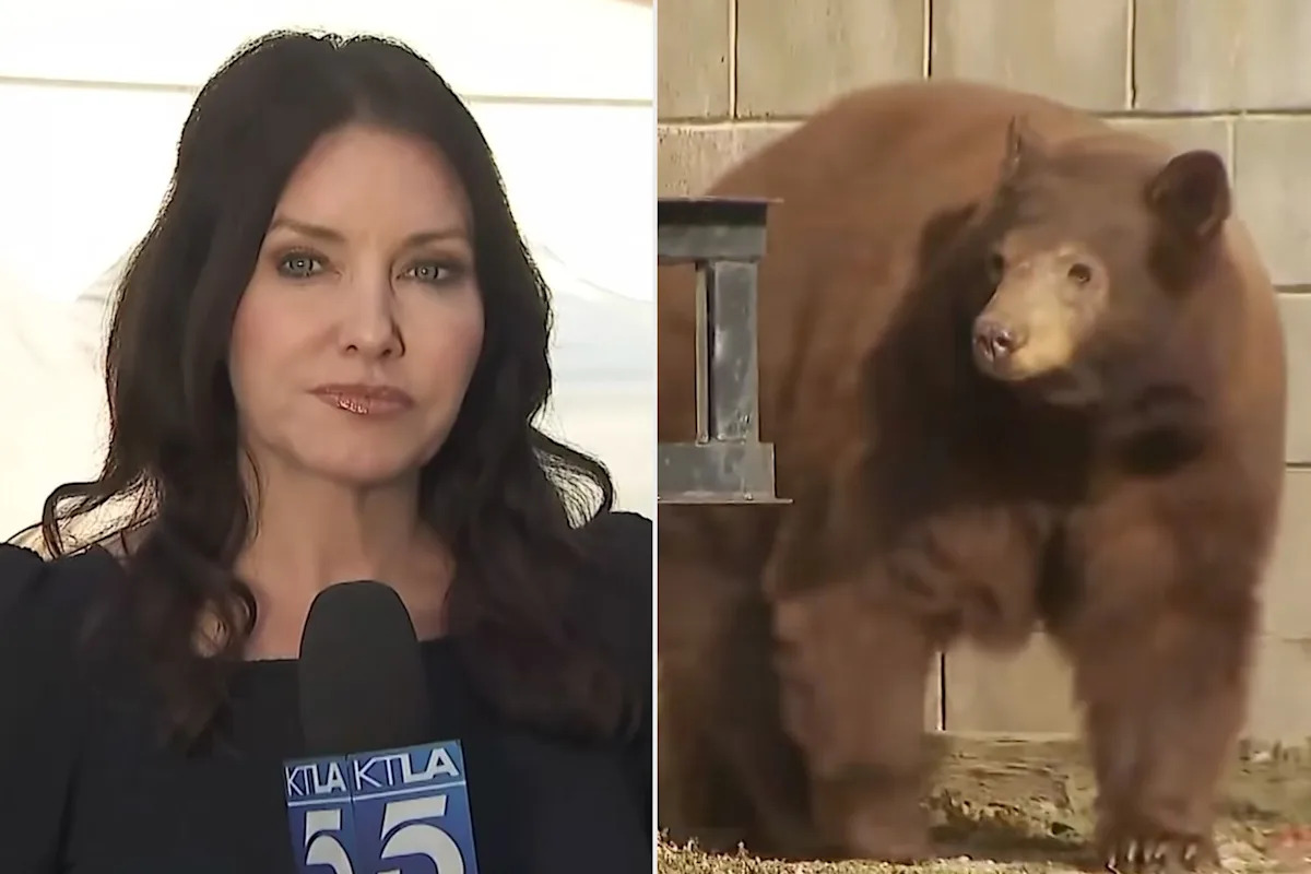 Wild Bear Crashes Live News Segment About Intense Bear Encounter in Southern California