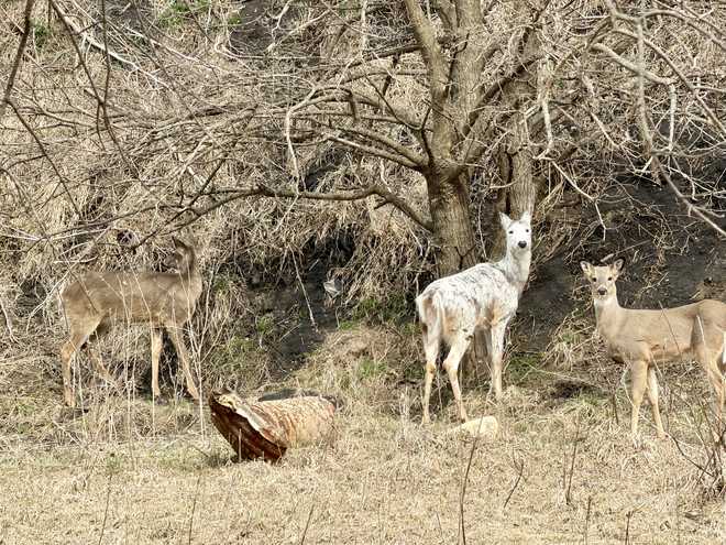 Penny Wilkins was walking around Swan Lake in Carroll when she spotted this piebald deer on March 14, 2026.