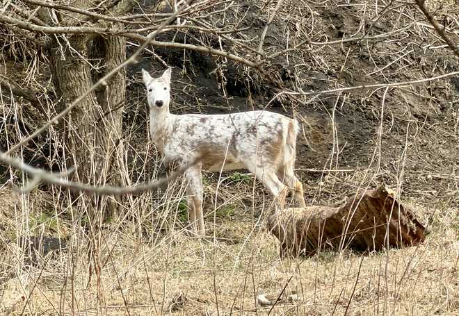 Penny Wilkins was walking around Swan Lake in Carroll when she spotted this piebald deer on March 14, 2026.