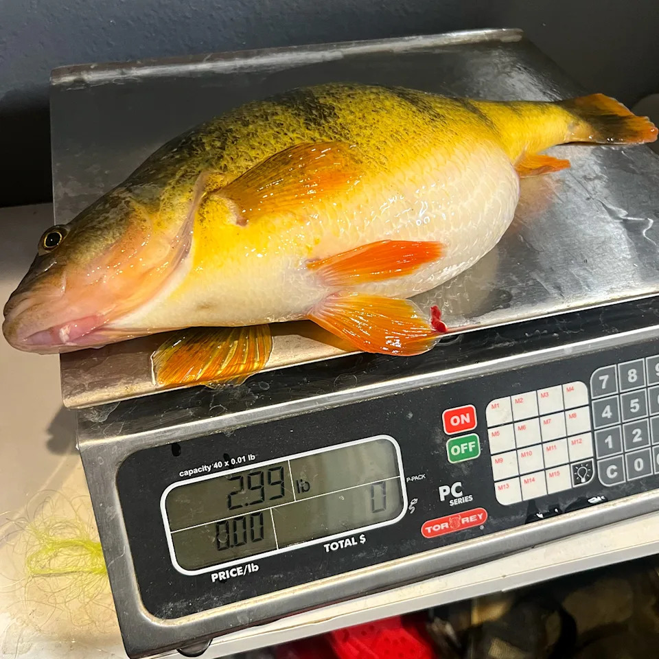 A big yellow perch on a scale in North Dakota.