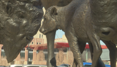 Bronze bison sculptures stop at UNL on cross-country trip to Smithsonian