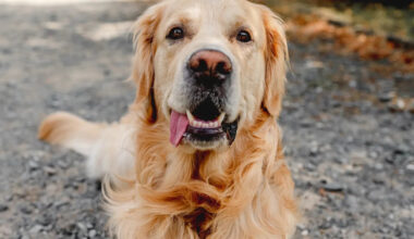 Yahoo lifestyle home