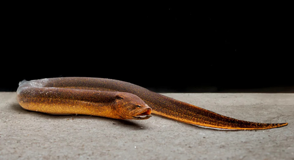 An asian swamp eel in a tank.