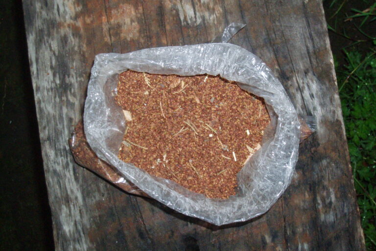 Seeds harvested from the burokathi plant. Image by Khangchendzonga Conservation Committee via Flickr (CC BY-NC-SA 2.0).