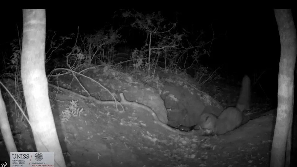  A still from a night-vision camera in black and white showing a red fox scrambling backwards out of a wolf den holding a small dark wolf pup in its mouth. . 