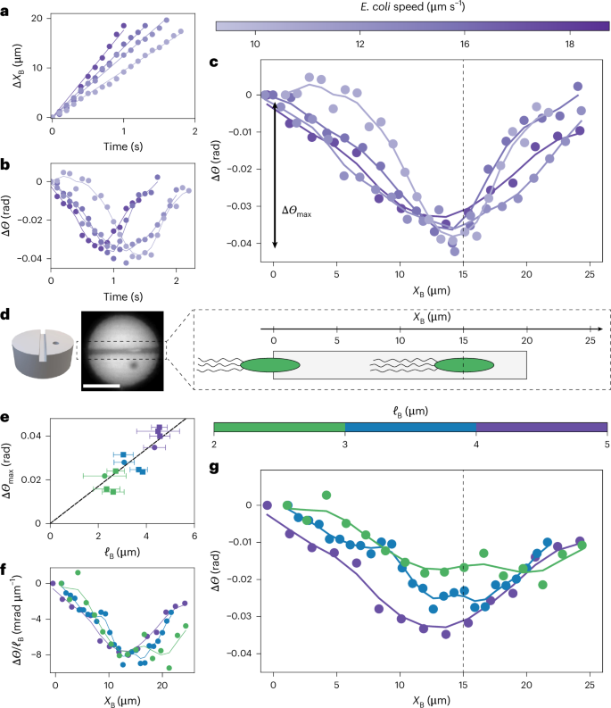 Fig. 2: Dynamics of pucks with a single swimming E. coli crossing the channel.