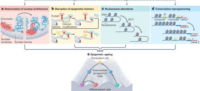 Systemic epigenetic dysregulation as a driver of ageing and a therapeutic target