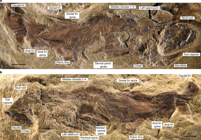 The oldest articulated bony fish from the early Silurian period