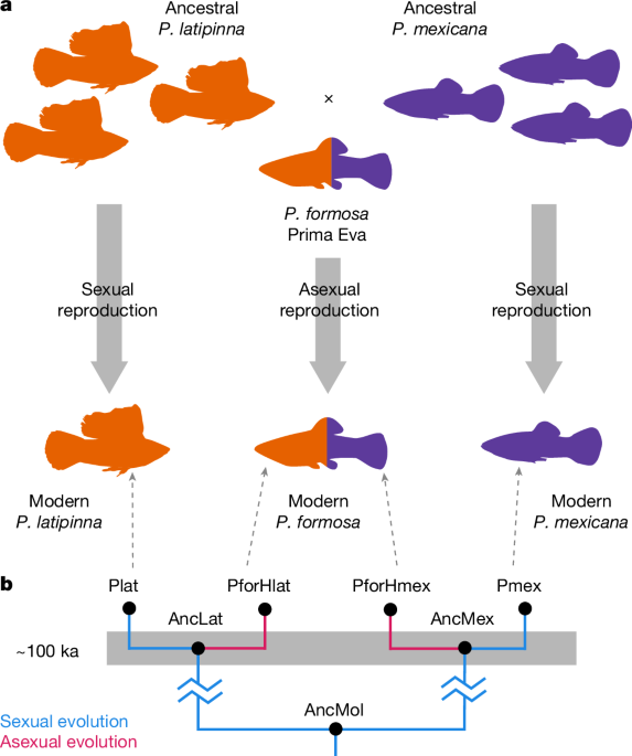 Gene conversion empowers natural selection in a clonal fish species