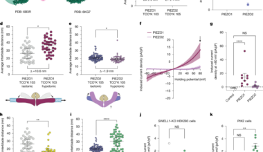 The molecular basis of force selectivity by PIEZO2