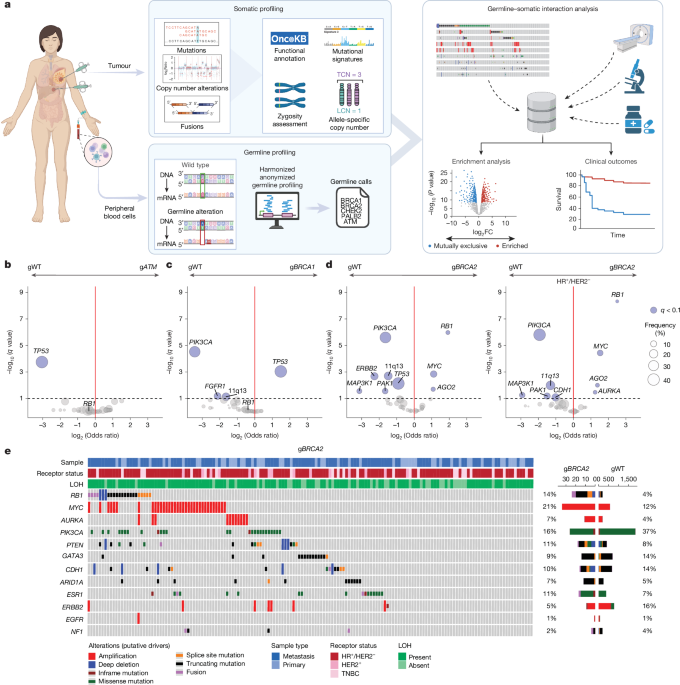 Homologous recombination deficiency and hemizygosity drive resistance in breast cancer