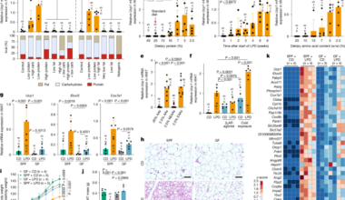 Microbiota-mediated induction of beige adipocytes in response to dietary cues
