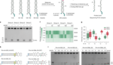 DICER cleavage fidelity is governed by 5′-end binding pockets