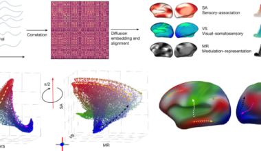 Functional hierarchy of the human neocortex across the lifespan